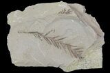 Metasequoia (Dawn Redwood) Fossils - Montana #85741-1